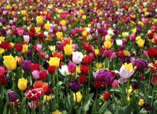 Güzel ahlak dinden bağımsız mı?