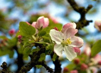 “Her Şey Hz. Muhammed’in Yüzü Suyu Hürmetine Yaratıldı” Diyen Hadis Hakkında Ne Düşünüyorsunuz?