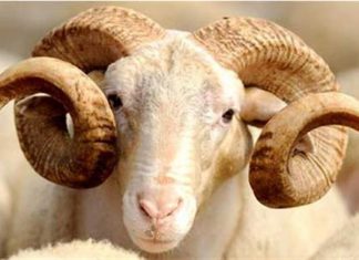 Kurban Bayramı’nda Kurban Kesmek Gerekir mi?