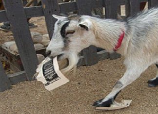 Bir Keçi Kuran’dan Eksiltme Yapabilir mi?