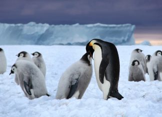 Kuran’da Neden “Kar” ve “Penguen” Geçmiyor?