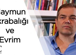 İnsan ve maymun akrabalığı iddiası Kur’an’a aykırı mıdır?