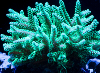 Mercan Tatlı Suda Yetişir Mi? Rahman 22. Ayetteki Bilimsel Hata İddiasına Cevap tatlı suda mercan yetişir mi, rahman 22